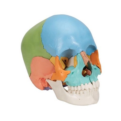 3B Scientific Adult Human Beauchene Skull Didactic Model (22 Parts)